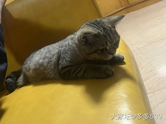 出门4天，幺儿长大了，葡萄也肉眼可见的速度长大了_猫