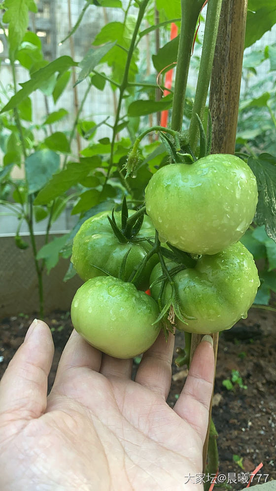 汇报一下我的露台菜园新变化_菜园