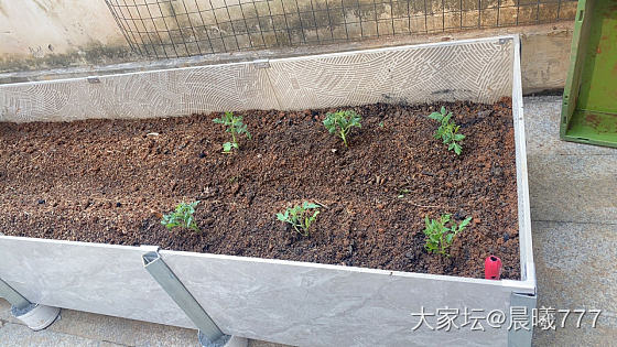 汇报一下我的露台菜园新变化_菜园