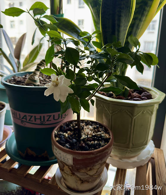 2024.11.11—2025.5.15
玉环栀子花
终于开了❤️_植物