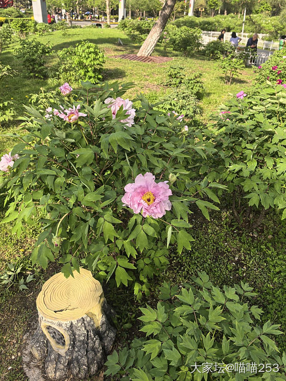 太冷了，牡丹比每年晚开了一个月_花