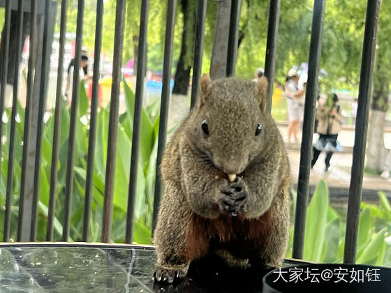 安师傅翠湖喂鼠_鼠