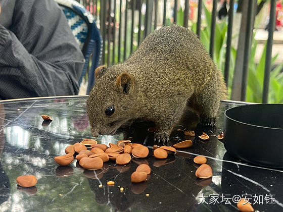 安师傅翠湖喂鼠_鼠