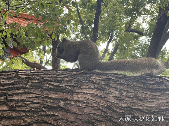 安师傅翠湖喂鼠_鼠