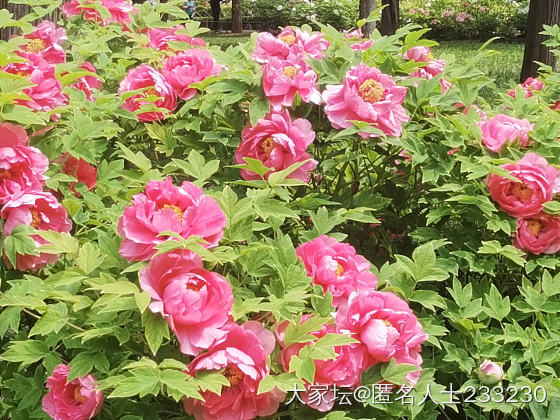 太冷了，牡丹比每年晚开了一个月_花