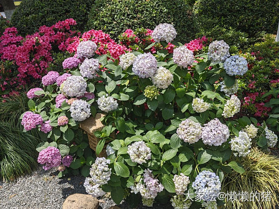 绣球花开无尽夏_花