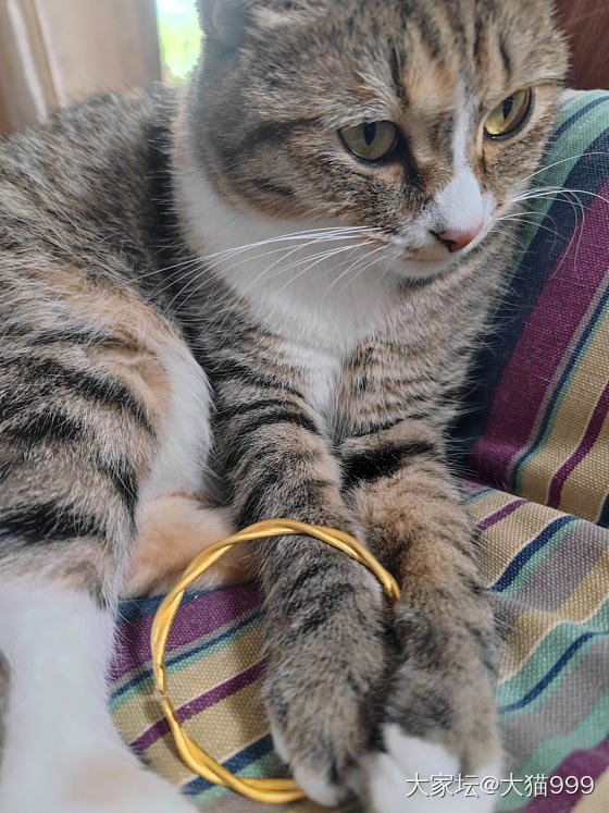 开口麻花镯，我家宝宝好像不太喜欢_猫