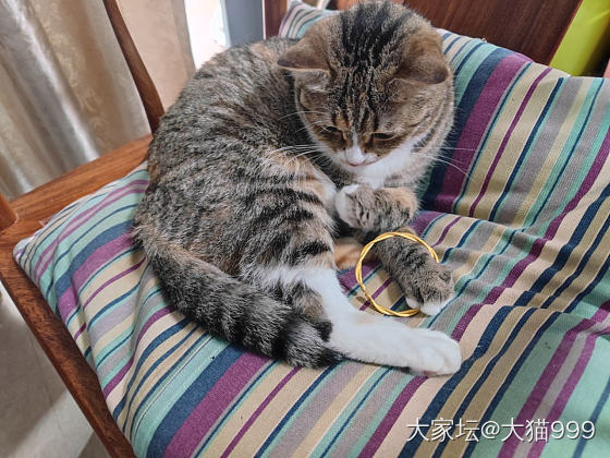 开口麻花镯，我家宝宝好像不太喜欢_猫