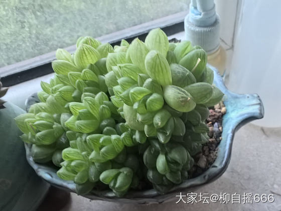 爆盆玉露和生机勃勃的窗台🌸_多肉