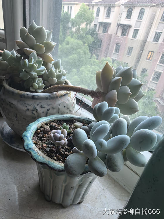 爆盆玉露和生机勃勃的窗台🌸_多肉