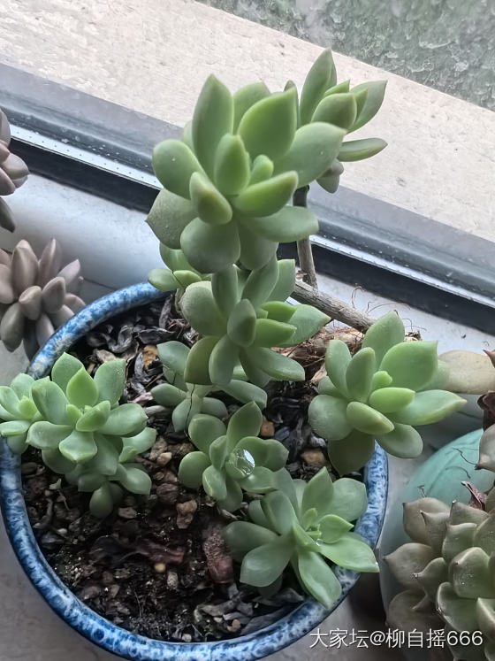 爆盆玉露和生机勃勃的窗台🌸_多肉