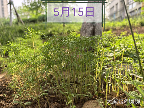 还记得4月种下的🌸么？_植物