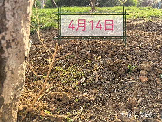 还记得4月种下的🌸么？_植物