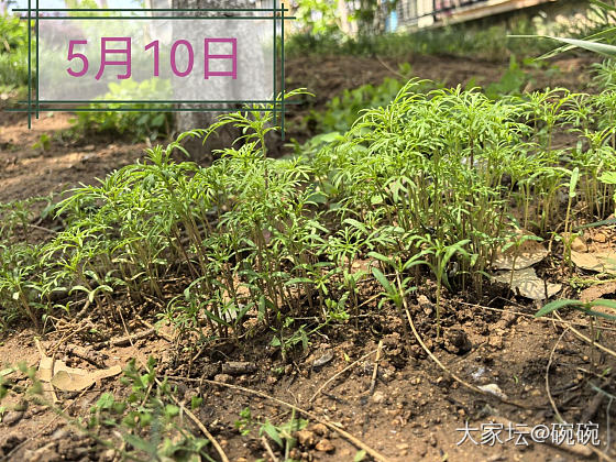 还记得4月种下的🌸么？_植物