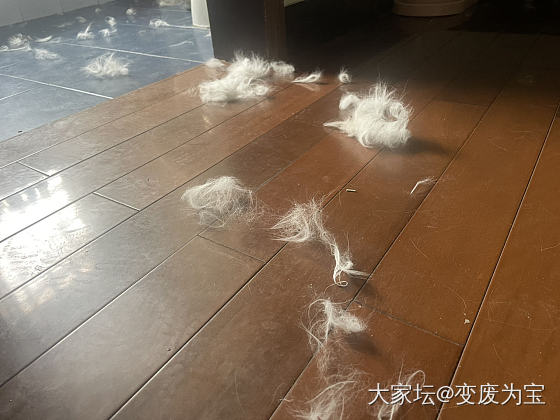 老虎和momo又打了一架，拉开了还不服气_宠物猫