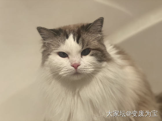 老虎和momo又打了一架，拉开了还不服气_宠物猫