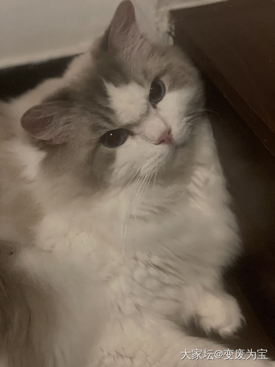 老虎和momo又打了一架，拉开了还不服气_宠物猫