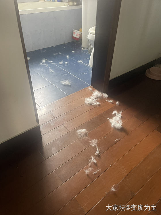 老虎和momo又打了一架，拉开了还不服气_宠物猫