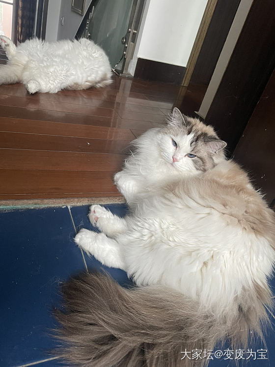 老虎和momo又打了一架，拉开了还不服气_宠物猫