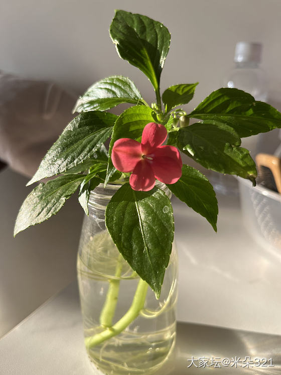 水培小花花也很上镜_植物