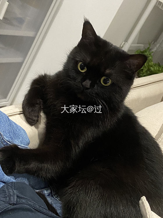 半夜惊魂_猫