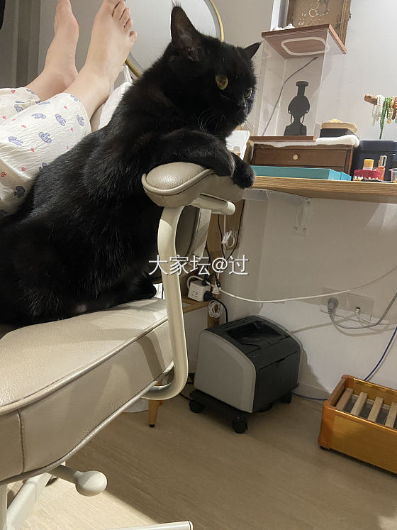 半夜惊魂_猫