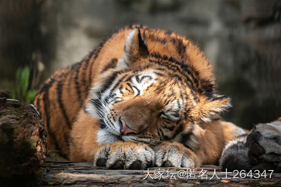 元气满满！来吸一口大猫咪_哺乳类