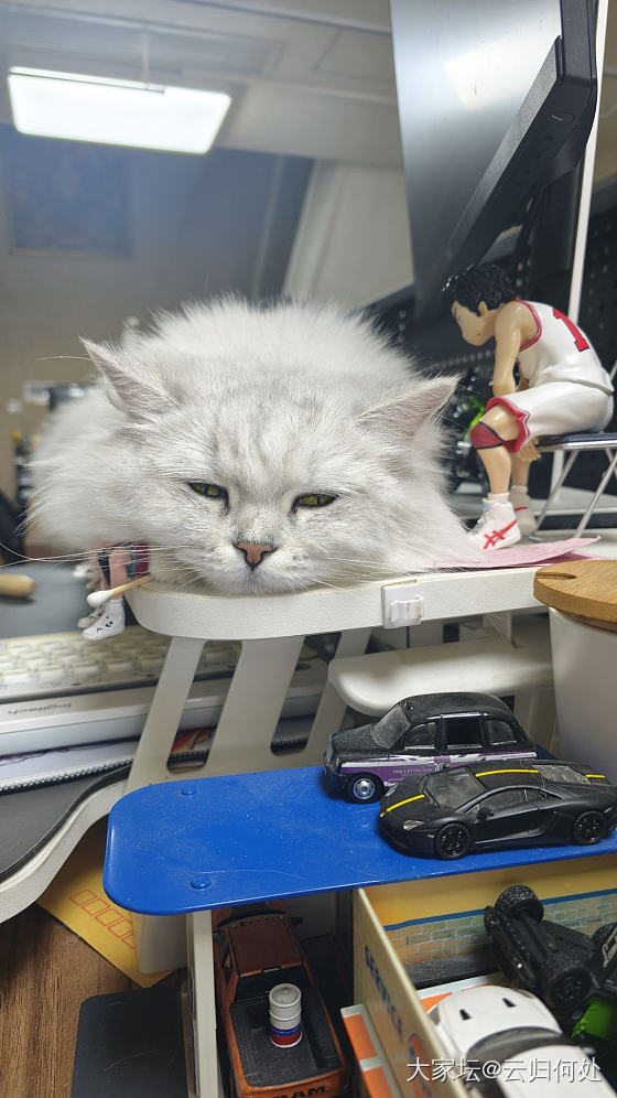 元气满满！来吸一口大猫咪_哺乳类