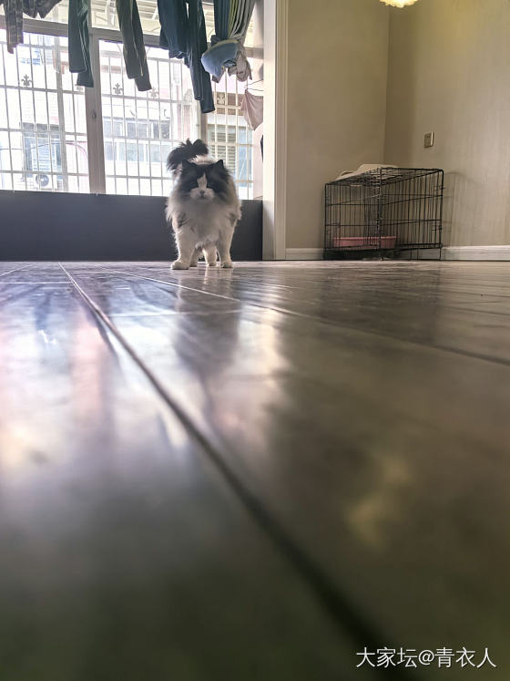 家有肥猫～_猫