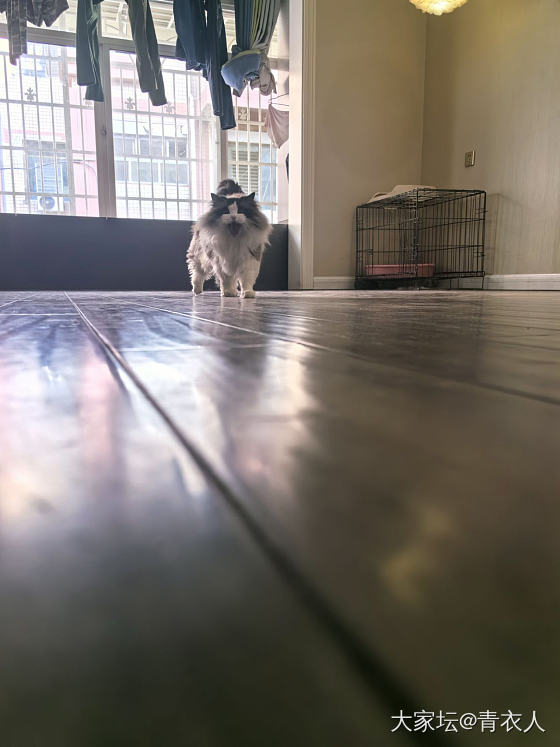 家有肥猫～_猫