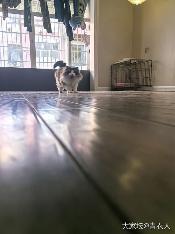 家有肥猫～_猫