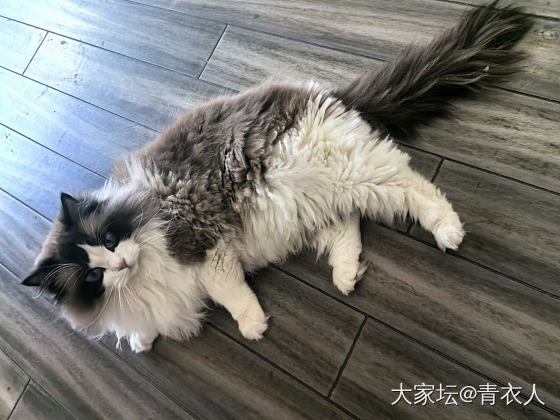 家有肥猫～_猫