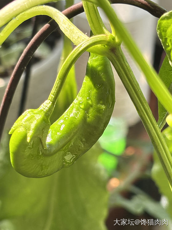 🐈☀️🍅🌶️_菜园