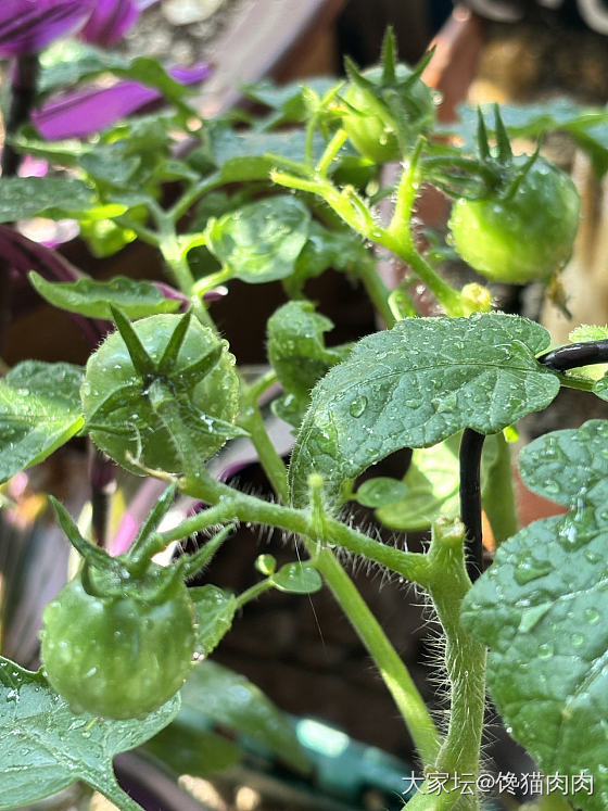 🐈☀️🍅🌶️_菜园