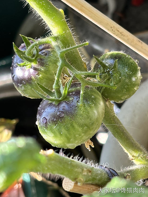 🐈☀️🍅🌶️_菜园