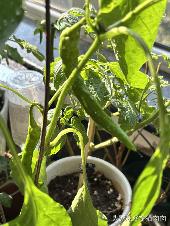 🐈☀️🍅🌶️_菜园