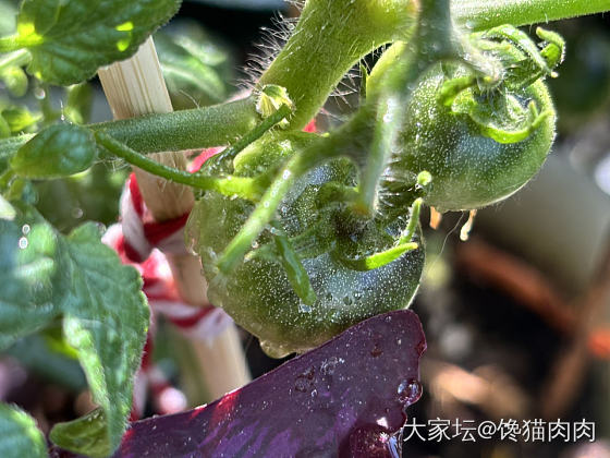 🐈☀️🍅🌶️_菜园