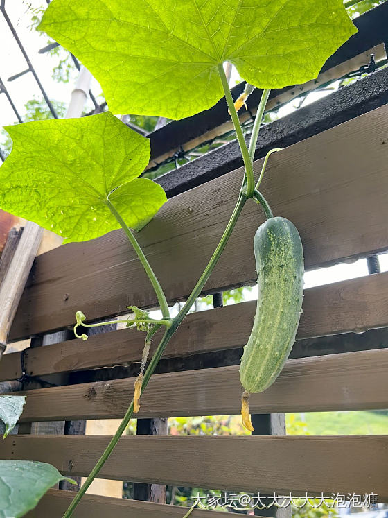 🐈☀️🍅🌶️_菜园