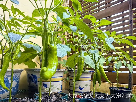 🐈☀️🍅🌶️_菜园