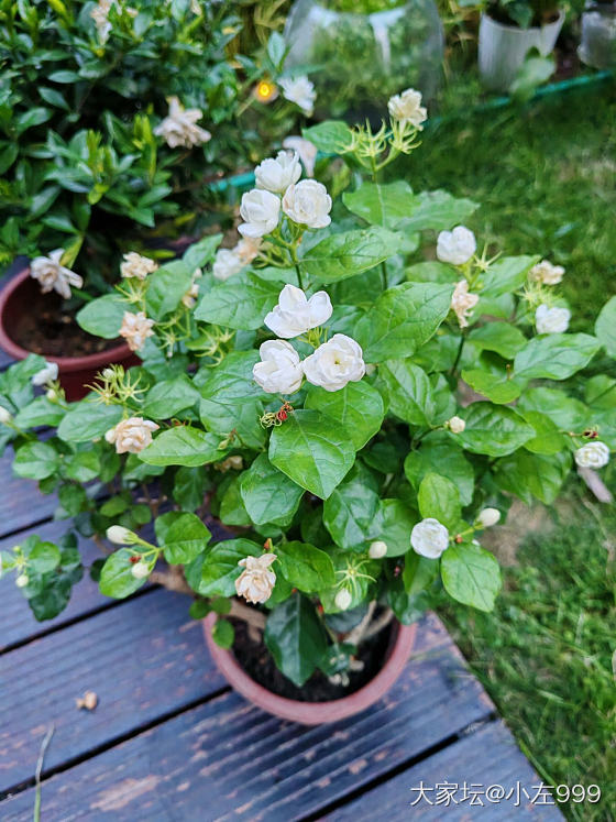 看看花花草草吧_花