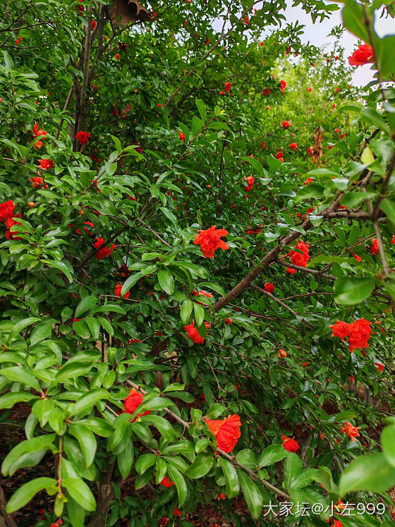 看看花花草草吧_花