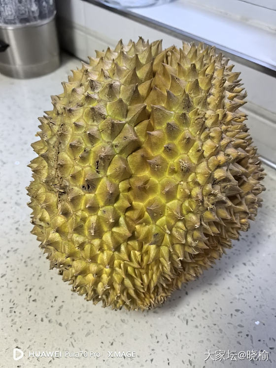榴莲就是我减肥路上的绊脚石！_水果