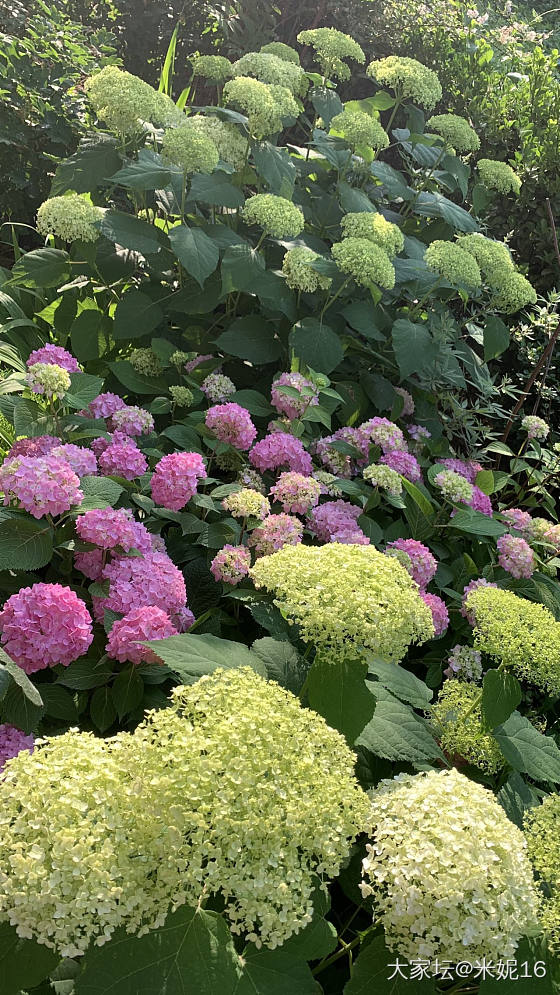 秀秀我的绣球吧_花