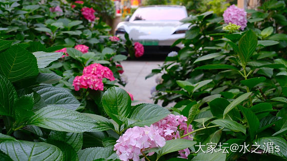 粉绣如诗，夏意满枝～_植物