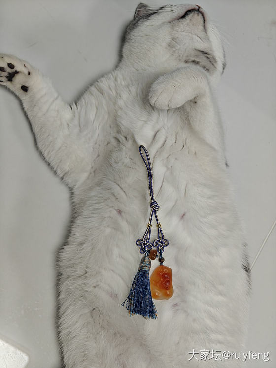 两只可爱的猫😂_玉髓玛瑙