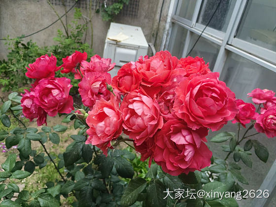 晒晒我的花_花