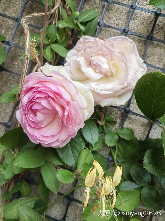 晒晒我的花_花