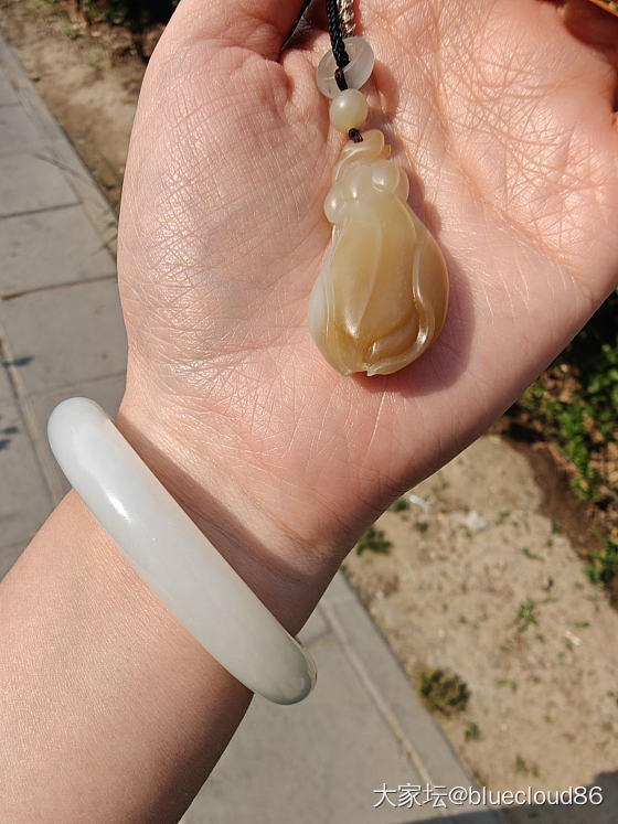 新到的糖白玉兰请大家看看可收吗