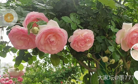 晒晒我的花_花