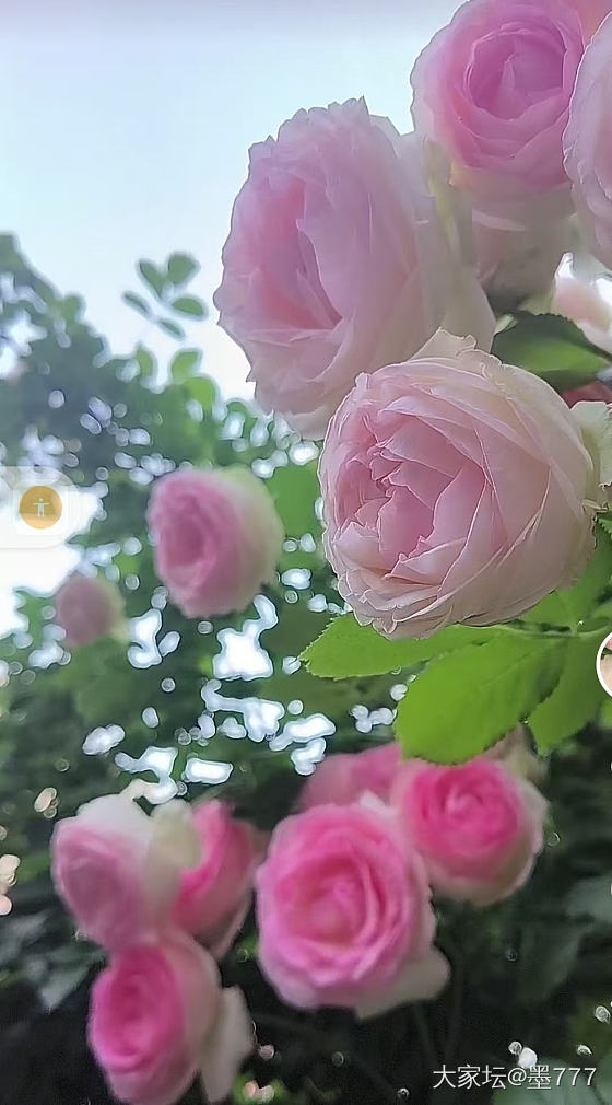 晒晒我的花_花